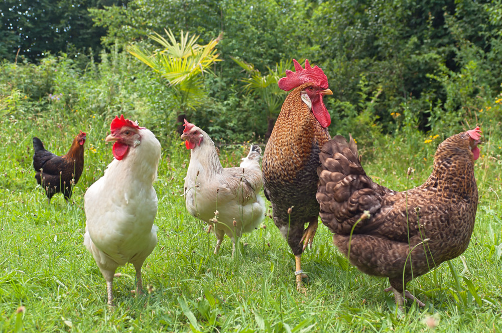 Poultry processing